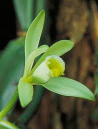 Image result for Vanilla polylepis