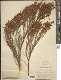 Image result for Ericinella