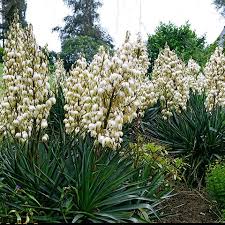Yucca Gloriosa Palmlilie Gartnerei Schwitter Ag In 2020 Yucca Gloriosa Palmlilie Pflanzen