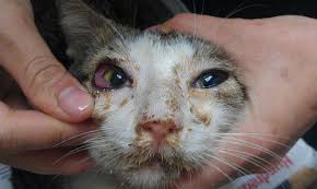 However, h3n2 can cause illness in cats. Understanding Cat Flu Full Article Care 4 Cats Ibiza