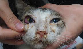 Dogs that come down with a mild form of the flu will display a fever and cough that will last one to three weeks, collins says. Understanding Cat Flu Full Article Care 4 Cats Ibiza