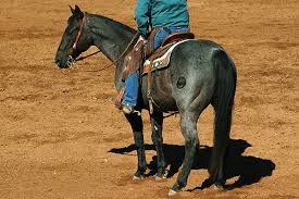How Much Weight Can A Horse Carry Horse Science News