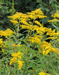 Organic Gardening Tips For Every Season Of The Year Useful Garden Ideas And Tips Organic Gardening Tips Organic Gardening Edible Wild Plants