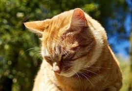 Ginger tabbies, also called red or orange tabbies, are white striped with any shade of orange or red. Orange Tabby Cats Facts Personality And Genetics
