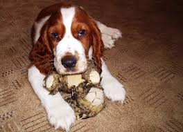 Image result for velššpringršpaněl