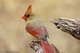 Birds Of North Georgia Pictures Birds Of North Georgia Birds North Georgia Bird Watching