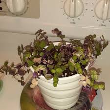 Repens is an herbaceous species which has been widely cultivated as an ornamental in gardens and yards in tropical and subtropical regions from. Callisia Repens Bianca Bolivian Jew Bianca In Gardentags Plant Encyclopedia