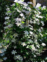 Neglected clematis grow tall and bear flowers too high to see, or scramble all around, shade themselves, and bear flowers sparsely. Growing Clematis From Seed Garden Myths