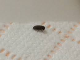 A larder beetle is a small black beetle like bug that is usually found in kitchen pantries or cupboards. How To Get Rid Of Small Black Bugs In The Kitchen Naturally Getridofallthings Com