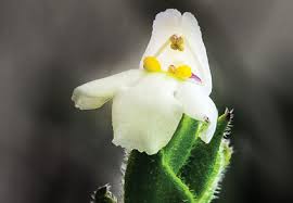 Image result for Linderniaceae