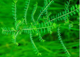 Image result for Phyllanthus odontadenius