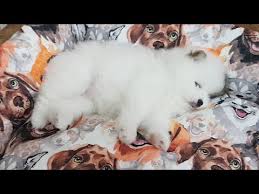 Canli Yayin Pomeranian Boo Kopek Yavrulari Pomeranian Youtube