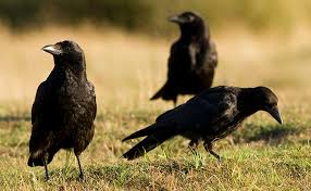 Check spelling or type a new query. American Crows The Good The Bad And The Noisy