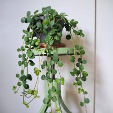 Not only are they forgiving plants that tolerate some benign neglect, but the spectacular variety of colors and textures available within the species means that you can amass an interesting collection of plants for every style and space, all of which require the same care. Keeping My Peperomia Hope Alive Houseplanthouse