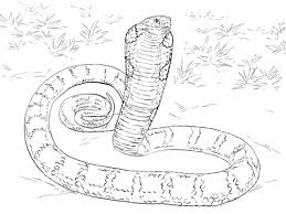 Realistic King Cobra Coloring Page Free Printable Coloring Pages Snake Coloring Pages Coloring Pages Coloring Pages Inspirational