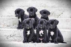 6 Week Black And White Pitbull Puppy Puppies Manding Owned By Darkhorse Cane Corso Pictured At 6 Weeks Old Out Of Ch Murano Sangue Magnifica X Lady Ramona Cane Corso Labrador Retriever Puppies