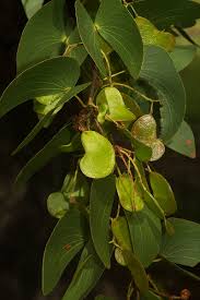 Image result for Colophospermum mopane