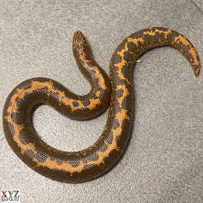 Kenyan Sand Boa For Sale Cute Reptiles Snakes For Sale Pet Snake