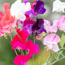 Image result for Lathyrus