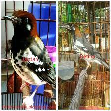 Panduan Merawat Murai Batu Yang Benar Ciri Ciri Perbedaan Anis Kembang Ak Jantan Dan Betina