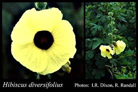 Image result for Hibiscus diversifolius
