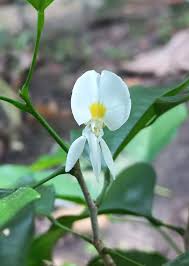 Image result for Baphia