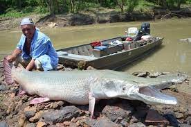 » la situation est d'autant plus inquiétante, car en plus d'une reproduction quasi inexistante et une industrialisation de la pêche au gros, certaines espèces, en. Les Plus Gros Poissons D Eau Douce Du Monde Record Du Monde Le Site Des Records