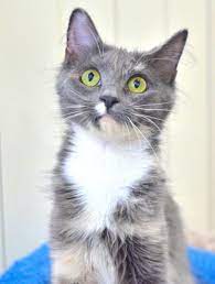 Adopt Felicity On Petfinder Kittens Cutest Pretty Cats Kittens