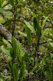 Image result for Oleandra