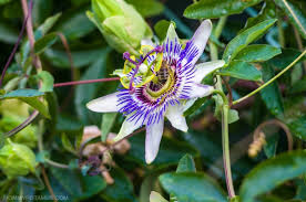 5 Benefits Of Passionflower How To Use It Passion Flower Benefits Passion Flower Tea Passion Flower