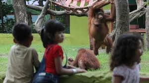 Buat momen anda sekeluarga bersama kebun binatang bandung :d anda bisa membagi momen anda di. Pentingnya Zoo Educator Untuk Kebun Binatang Bandung Tirto Id