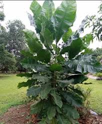 Image result for Anthocleista vogelii