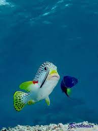 Get A Round Beautiful Sea Creatures Sea And Ocean Ocean Animals