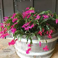 Christmas cactus will typically enter a period of dormancy once the winter months arrive through to the start of spring when the plant will christmas cacti are some of the easiest house plants to care for. Easy Prune Christmas Cactus Flower Patch Farmhouse
