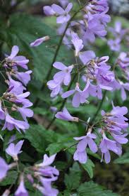 Image result for Cardamine
