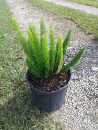 Use in containers and overwinter indoors in cold winter regions. Buy Exoticrareplants Asparagus Densiflorous Myers Foxtail Fern Online At Low Prices In India Amazon In