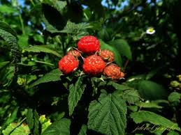 Image result for Rubus runssorensis