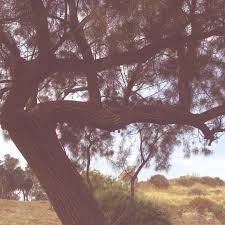 Lessons from the Tamarisk Tree — The Church of Joy