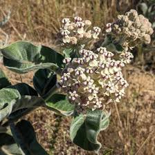 Image result for Acacia eriocarpa