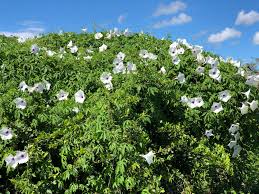 Image result for Ipomoea simonsiana