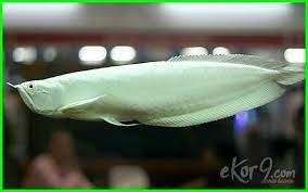 Penasaran dengan harga ikan ini di pasaran? 7 Jenis Ikan Arwana Termahal Di Dunia Dan Harganya Dunia Fauna Hewan Binatang Tumbuhan Dunia Fauna Hewan Binatang Tumbuhan