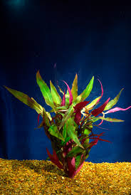 Most red stem plants can prove difficult to get that vibrant red color without providing high co2 and micronutrients. Alternanthera Reineckii Var Roseafolia Florida Aquatic Nurseries
