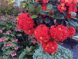 Image result for Ixora coccinea