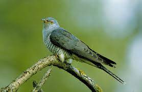 Jun 05, 2021 · schneller als der hilfsfonds: Der Kuckuck Leidet Unter Dem Klimawandel Waldwissen Net