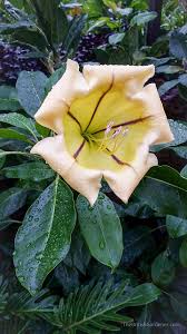 Image result for Solandra maxima