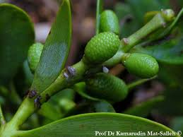 Image result for Agathis