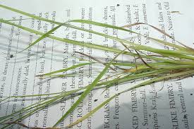 Image result for Fimbristylis aphylla