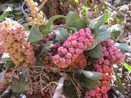 Image result for Phytolacca dodecandra