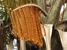 Image result for Chironia flexuosa