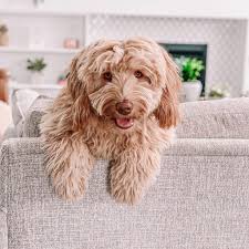 The pet business is a huge industry, which has unfortunately led to the existence of puppy mills in saying that, labradoodles are still more pricy than other mixed breeds due to their overwhelming popularity. How Much Does A Labradoodle Cost 2021 We Love Doodles